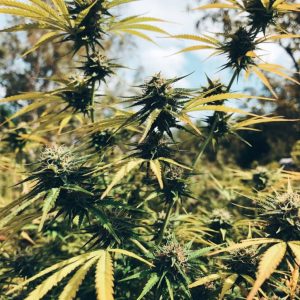 Сорт конопли Auto Red Tropicana Cookies от Dutch Passion