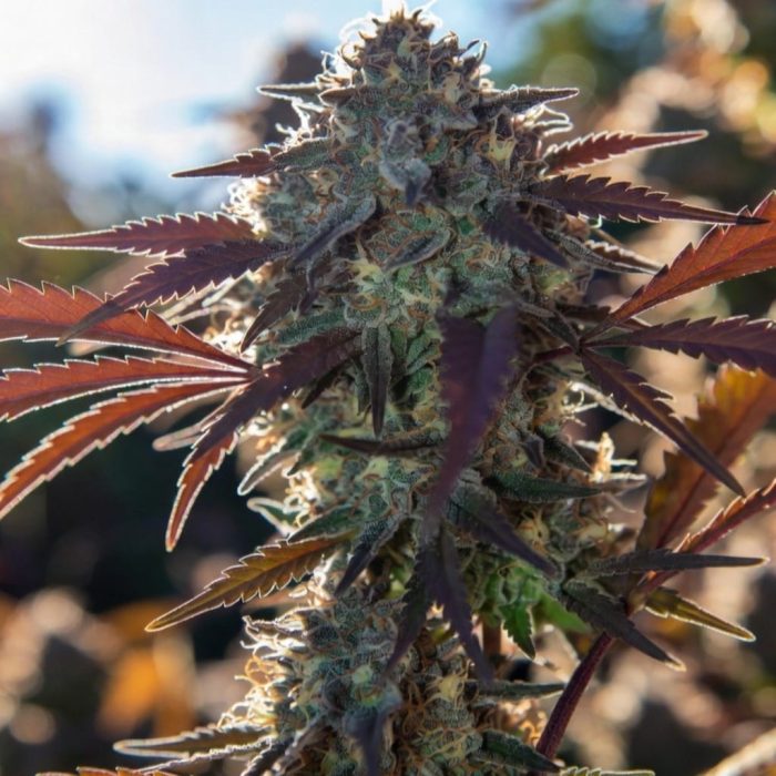 Сорт марихуаны Auto Red Tropicana Cookies (Dutch Passion)