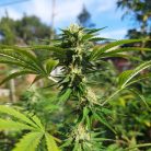 Сорт марихуаны Auto Skywalker Haze от Dutch Passion