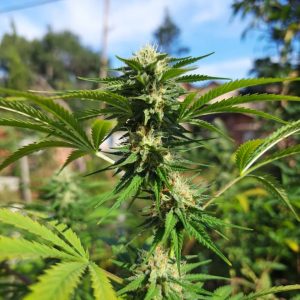 Сорт марихуаны Auto Skywalker Haze от Dutch Passion