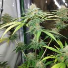 Auto Skywalker Haze от Dutch Passion