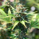 Сорт марихуаны Auto Skywalker Haze от Dutch Passion