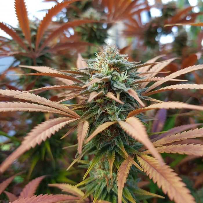 Сорт марихуаны Auto Strawberry Soda от Dutch Passion