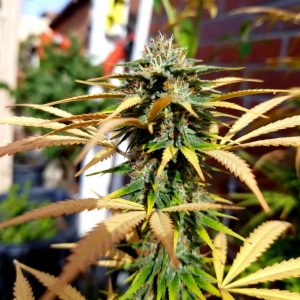 Сорт конопли Auto Strawberry Soda от Dutch Passion