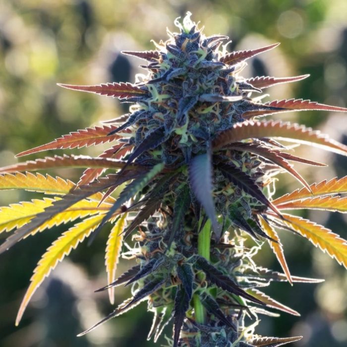 Сорт каннабиса Auto Strawberry Soda от Dutch Passion