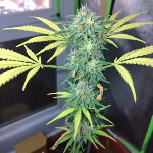 Auto Think Different от Dutch Passion