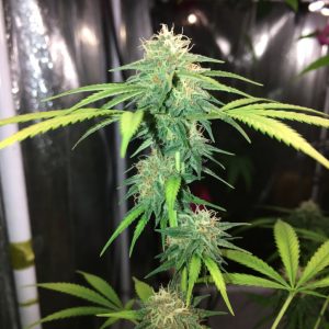 Сорт марихуаны Auto Think Different (Dutch Passion)