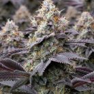 Сорт конопли Bubblegum Gelato от Barney's Farm