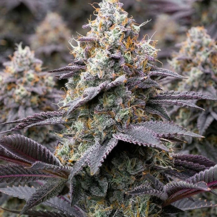 Сорт конопли Bubblegum Gelato от Barney's Farm