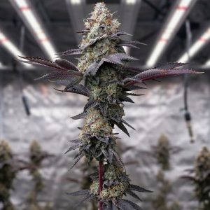 Bubblegum Gelato от Barney's Farm