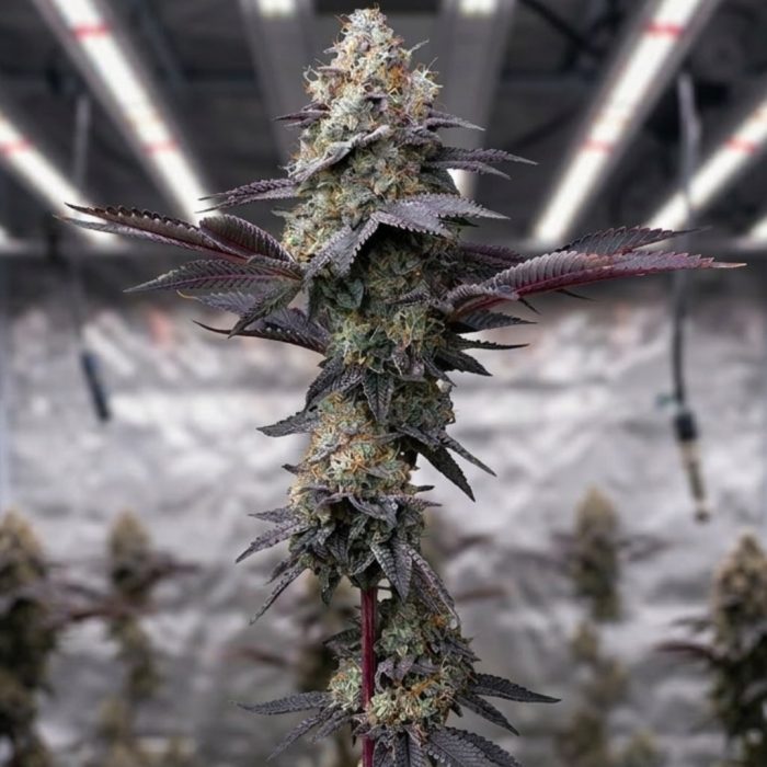 Bubblegum Gelato от Barney's Farm