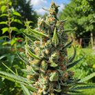 семена конопли Divine Indica