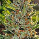 Divine Indica купить