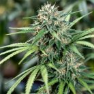 Сорт марихуаны Gagarin от Marley Seedbank