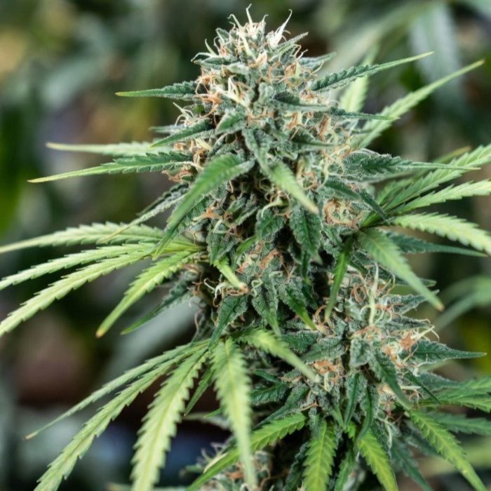 Сорт марихуаны Gagarin от Marley Seedbank