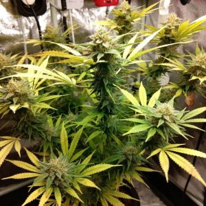 Сорт марихуаны Gagarin (Marley Seedbank)