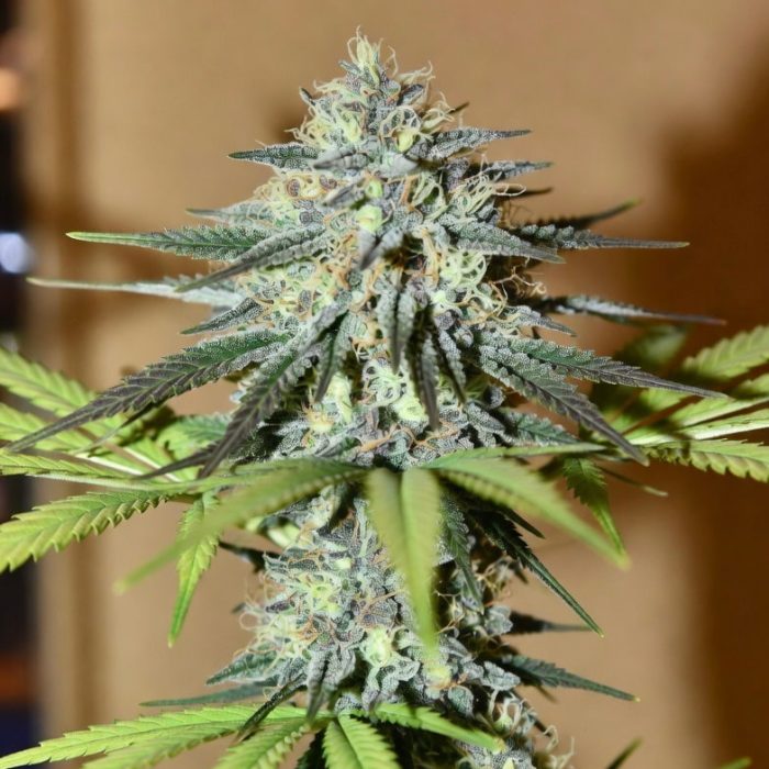 Сорт конопли Green Papaya от Dutch Passion