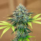 Сорт марихуаны Green Papaya от Dutch Passion