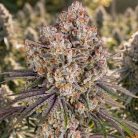 Ice Cream Cake от Barney's Farm