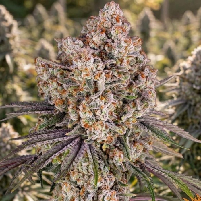 Ice Cream Cake (2)-2 Ice Cream Cake от Barney's Farm