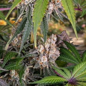 Сорт конопли Ice Cream Cake от Barney's Farm