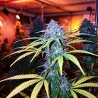 Сорт марихуаны Ice Cream Cake от Barney's Farm