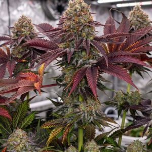 Сорт марихуаны Jelly Cake от Barney's Farm