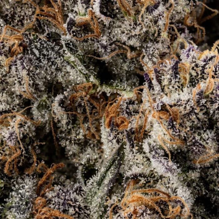 Jelly Cake2-2 Сорт конопли Jelly Cake