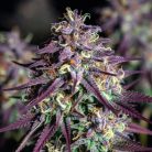 Сорт марихуаны Jelly Cake от Barney's Farm