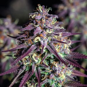 Сорт марихуаны Jelly Cake от Barney's Farm