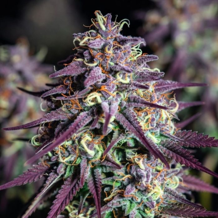 Jelly Cake3-2 Сорт марихуаны Jelly Cake от Barney's Farm