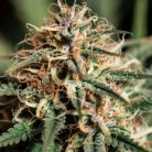 семена конопли Kali Mist