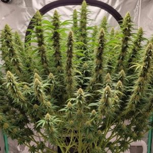 Kali Mist купить