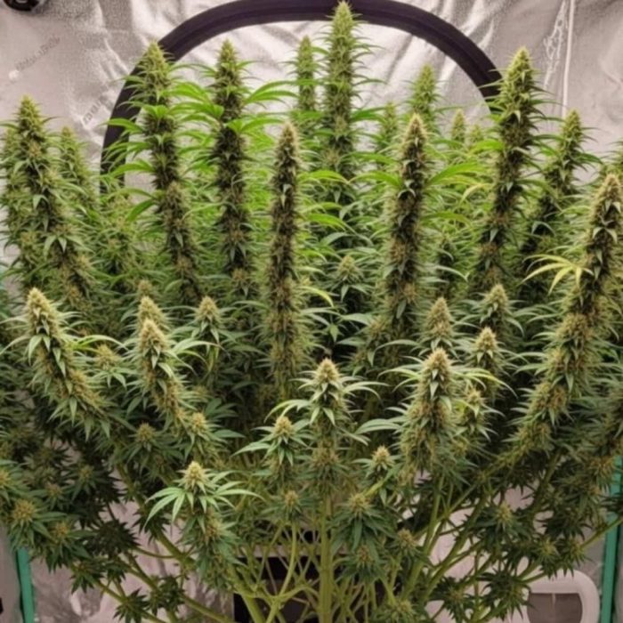 Kali Mist купить