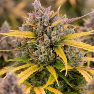 Сорт марихуаны LSD Auto от Barney's Farm