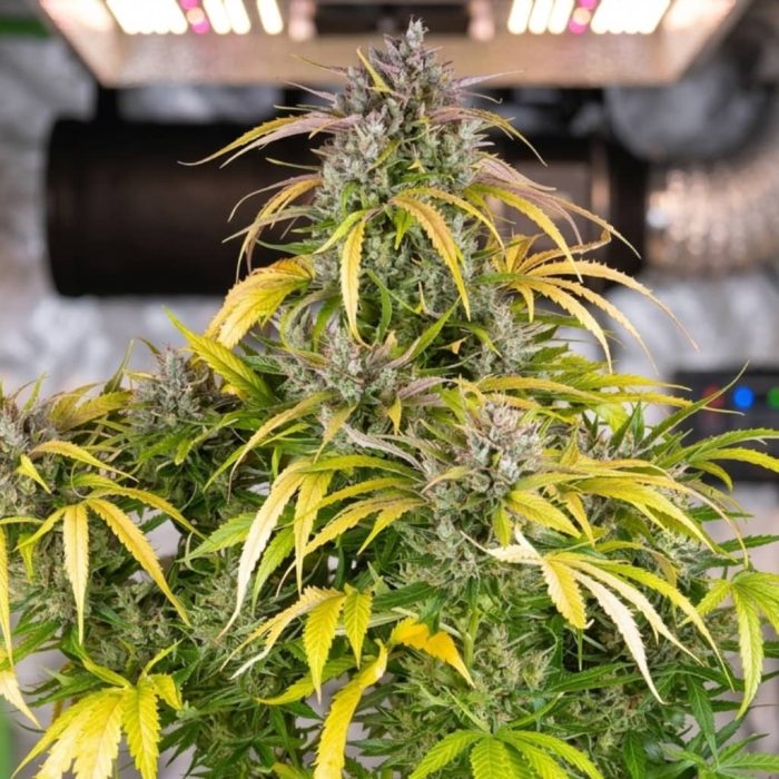 Сорт марихуаны LSD Auto от Barney's Farm