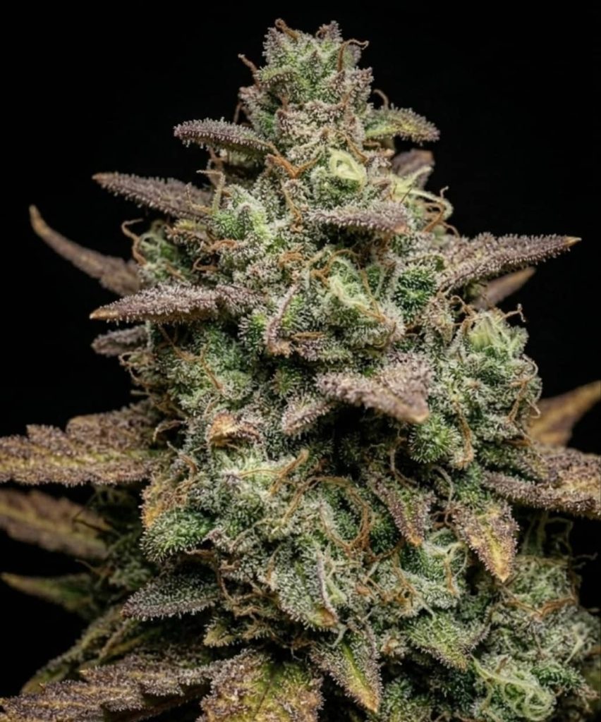 Сорт L.S.D. от Barney's Farm