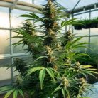 семена конопли Mazar