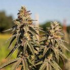 Сорт марихуаны Out of Space