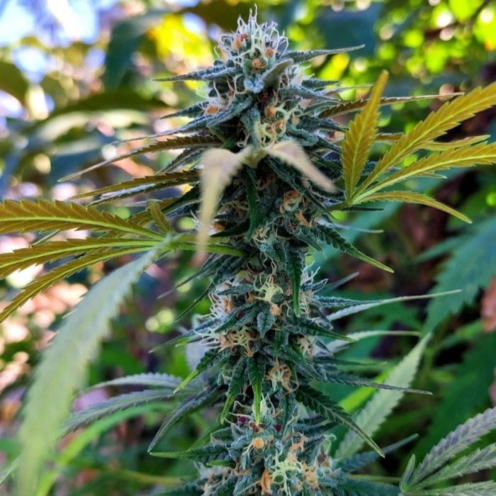 Out of Space (Marley Seedbank)