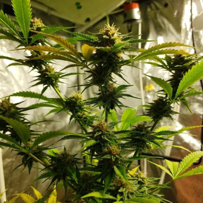 Out of Space от Marley Seedbank