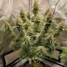 Сорт конопли Out of Space