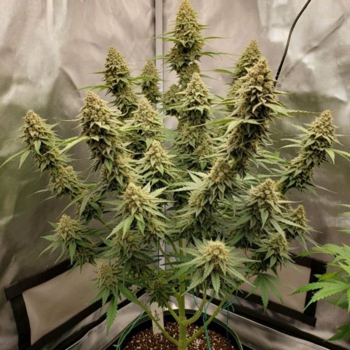 Сорт конопли Out of Space