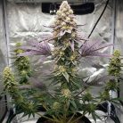 Сорт конопли Papaya Frosting от Barney's Farm