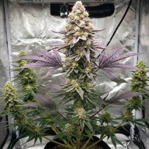 Сорт конопли Papaya Frosting от Barney's Farm