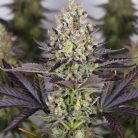 Сорт конопли Papaya Frosting от Barney's Farm