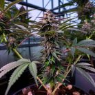 Сорт Papaya Frosting от Barney's Farmm