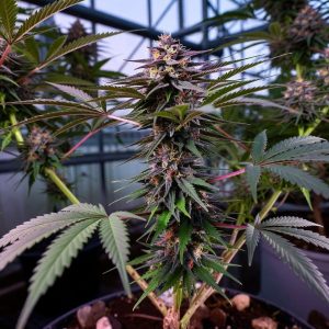 Сорт Papaya Frosting от Barney's Farmm