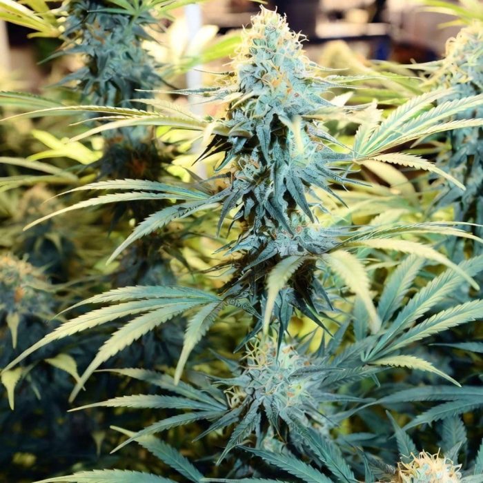 pinapple-express-marley-2