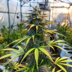 Сорт конопли Pineapple Express Auto от Barney's Farm